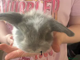 French Lop rabbits French lops - Advert 4