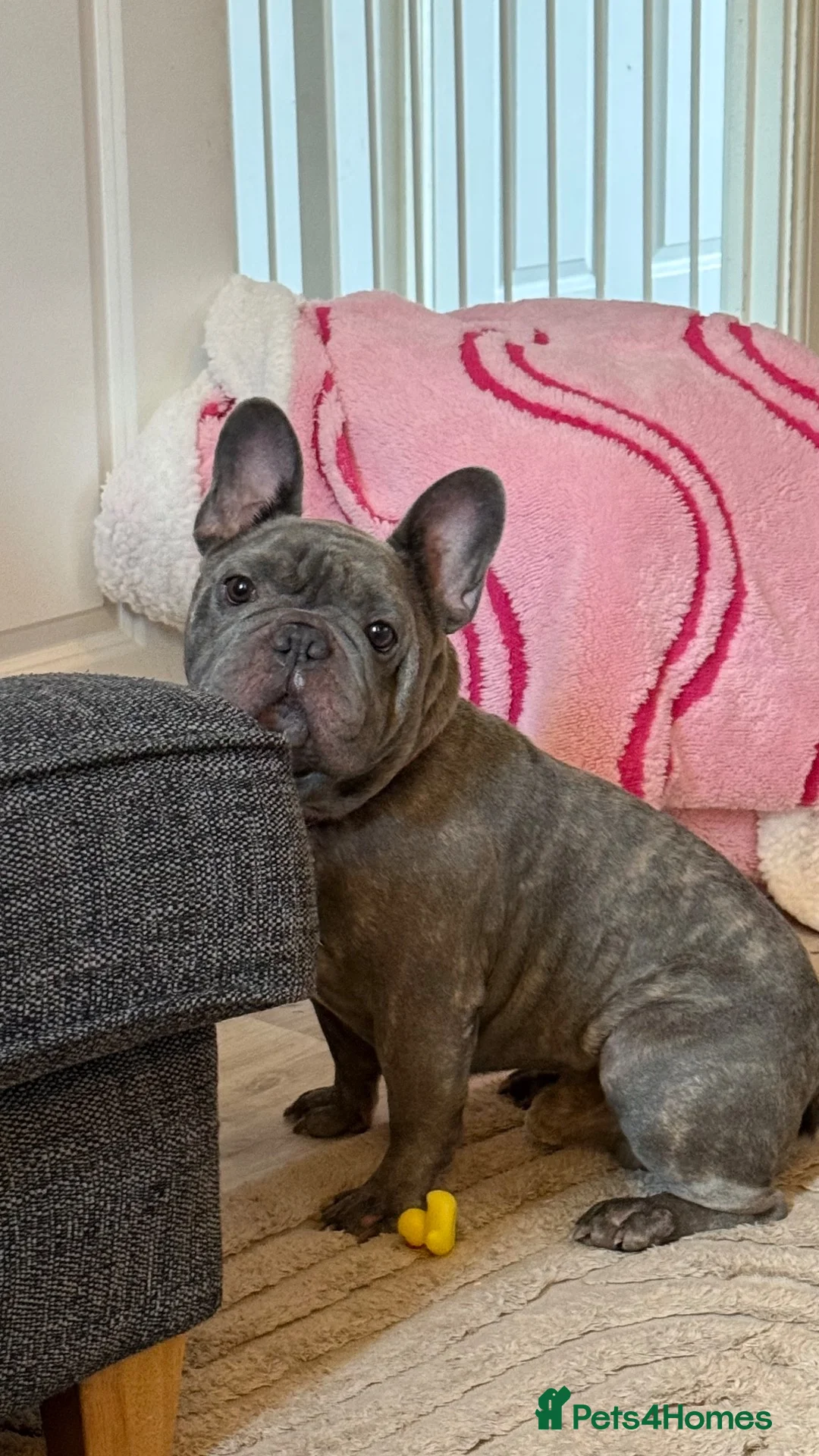 French Bulldog dogs for sale: Reggie  - Advert 4