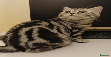 British Shorthair cats - Advert 4