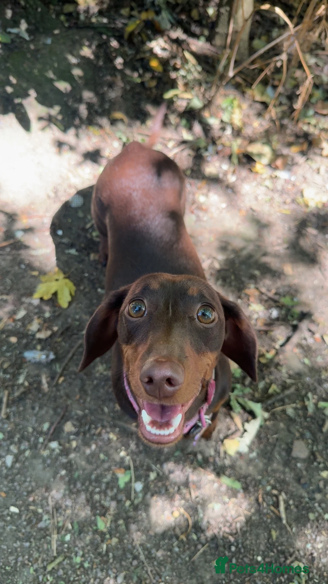 Dachshund dogs for sale: Female Dachshund for Sale - 1 Years old - Advert 5