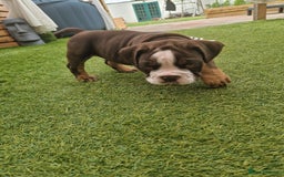 Mixed Breed dogs for sale: 3 Old English bulldog boys £1500  - Image 6