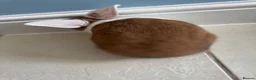 Dutch rabbits for sale: Dutch bunnies - Advert 5