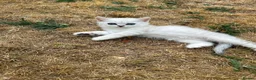 British Shorthair cats for sale:  Gorgeous British Shorthair Silver Shaded Kittens  - Advert 4