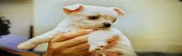 Chihuahua dogs for sale: Cute apple head chihuahua for sale  - Advert 3