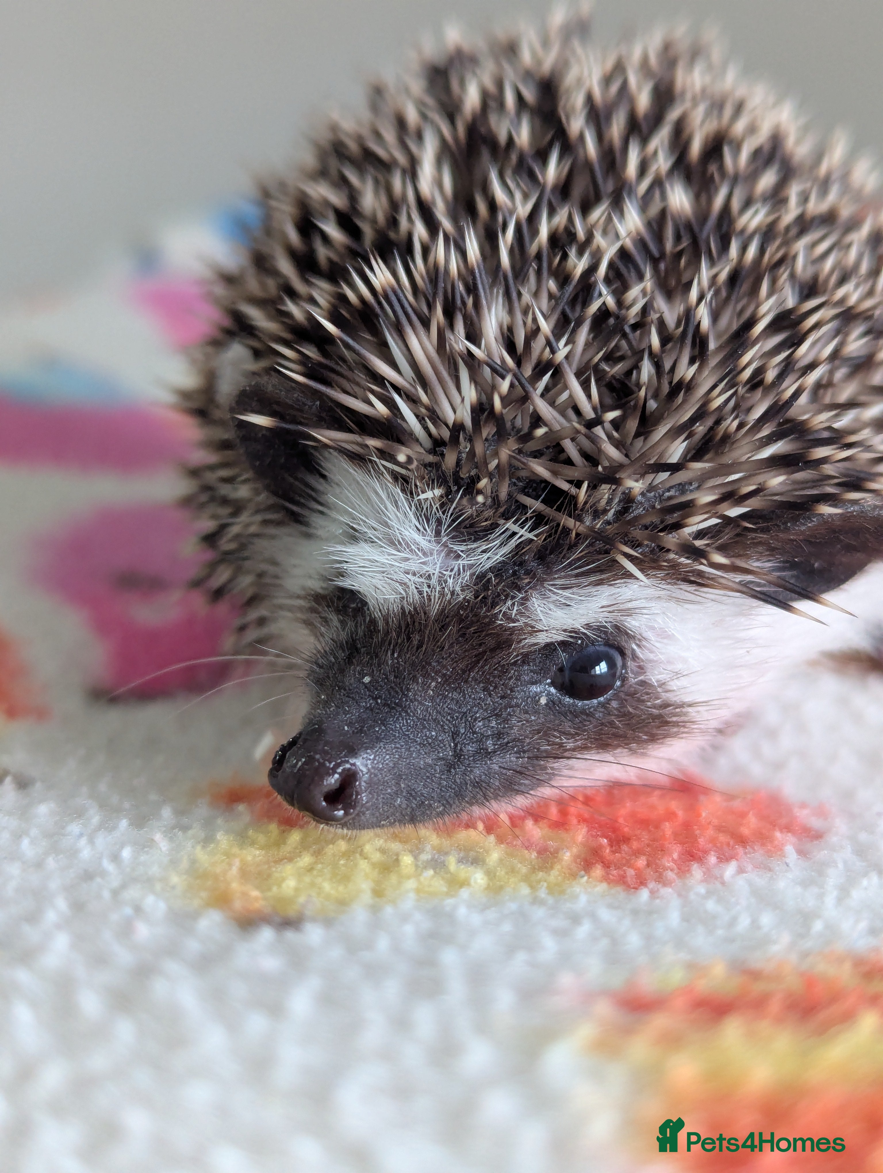 Pygmy Hedgehog rodents Beautiful Hoglets Ready for 5* Homes - Advert 6