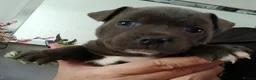 Staffordshire Bull Terrier dogs for sale: Blue Staffordshire bull terriers  - Advert 6