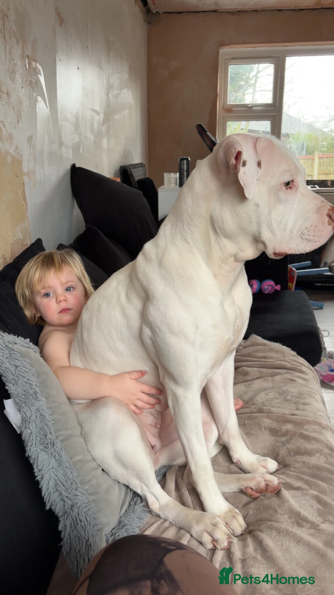Mixed Breed dogs for sale: American bulldog x staff in Blackburn - Advert 2