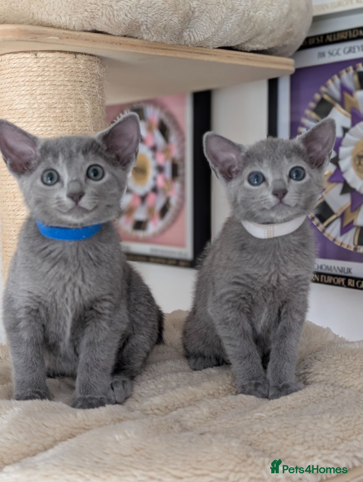 Russian Blue cats Full Pedigree American Line Russian Blue  - Advert 3