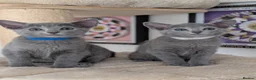 Russian Blue cats for sale: Full Pedigree American Line Russian Blue  - Advert 1