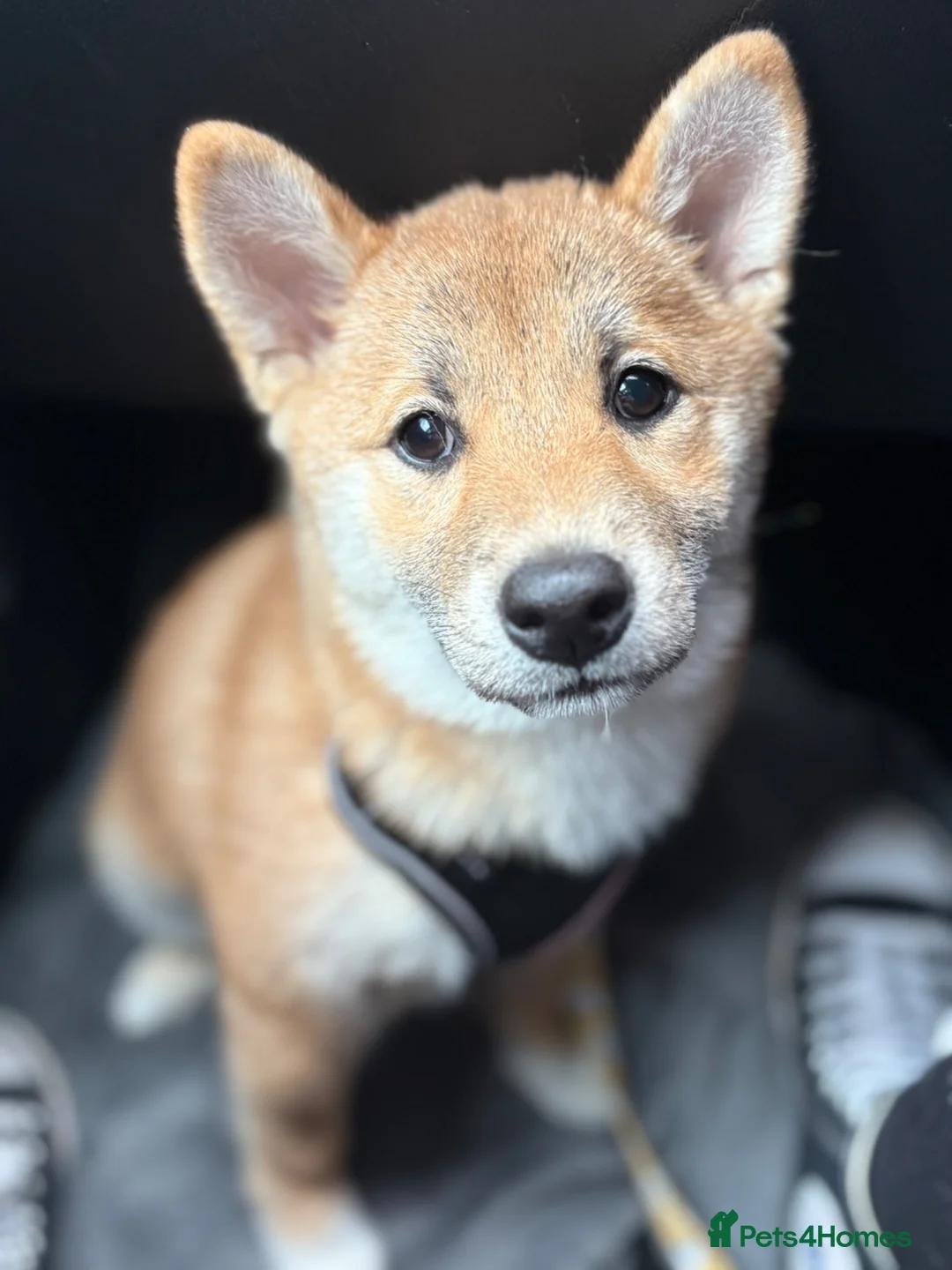 Japanese Shiba Inu dogs for sale: 9 Month Old Female Shiba Inu - Advert 1