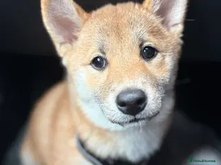 Japanese Shiba Inu dogs 9 Month Old Female Shiba Inu - Advert 6