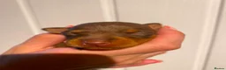 Miniature Pinscher dogs for sale: Miniature Pinschers, Chocolates - Advert 7
