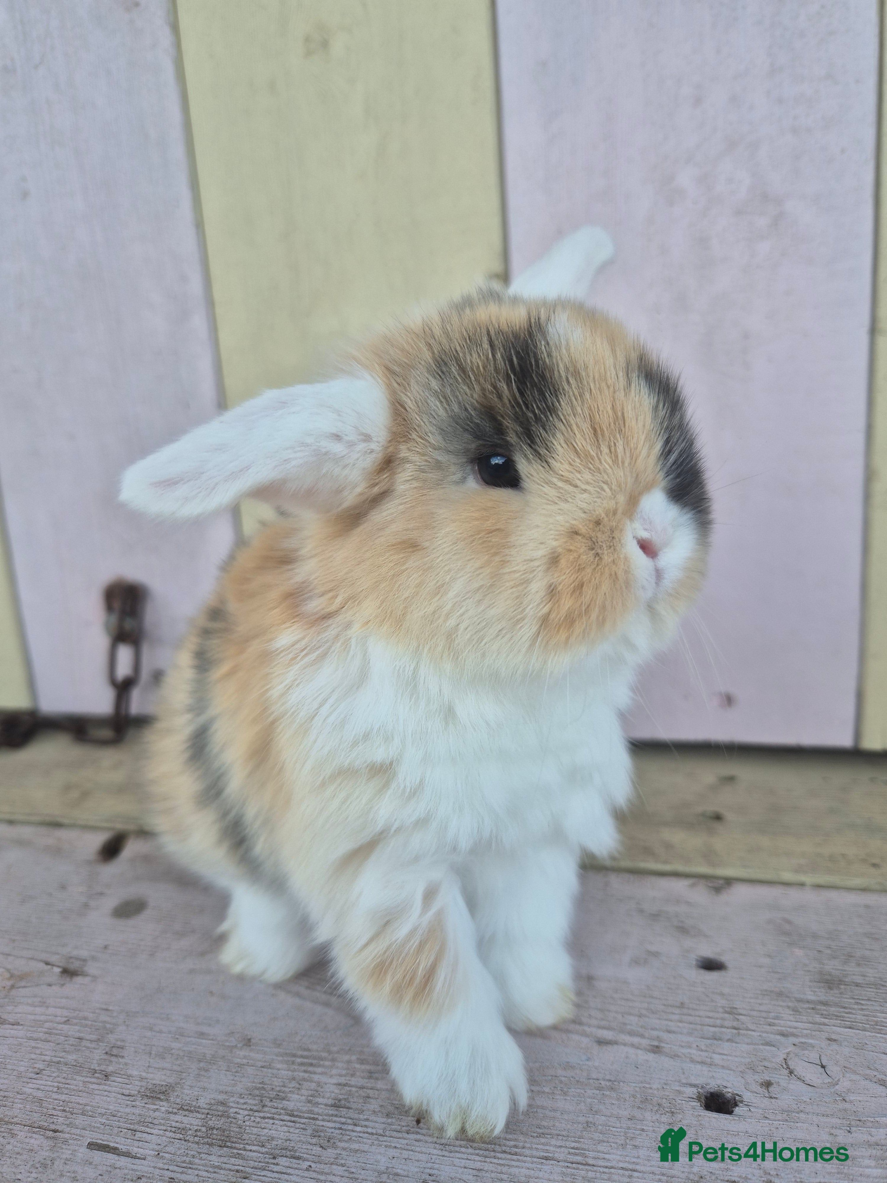 Mini Lop rabbits 🧡Absolutely gorgeous mini lop babies 🧡 - Advert 3