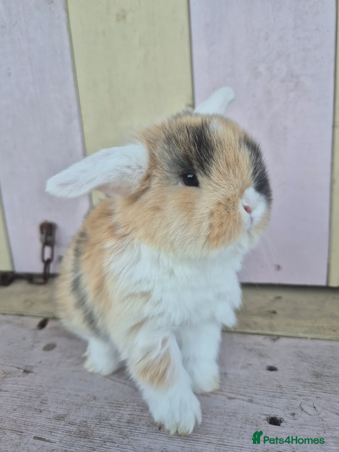 Mini Lop rabbits for sale: 🧡Absolutely gorgeous mini lop babies 🧡 - Advert 2