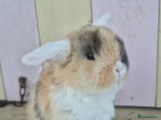 Mini Lop rabbits 🧡Absolutely gorgeous mini lop babies 🧡 - Advert 14