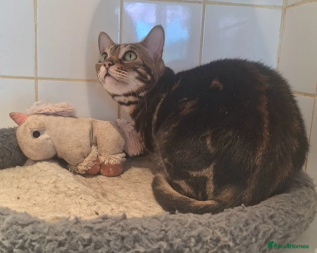 Bengal cats for sale: REDUCED PURE SBT Tica Bengal April Choc Marble - Advert 5