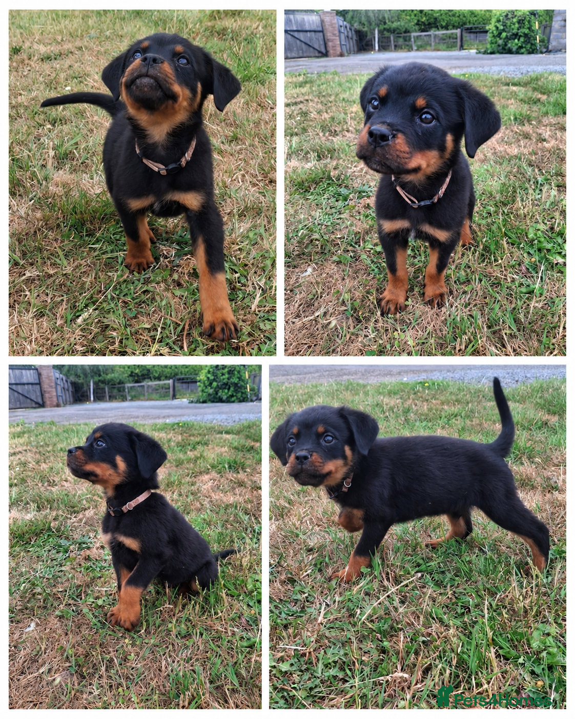 Rottweiler dogs 🌟Stunning KC Registered Rottweiler Puppies 🌟 - Advert 2