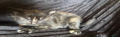 Mixed Breed 4
