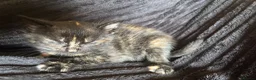 Mixed Breed cats for sale: Beautiful Tortoiseshell & ginger kittens  - Advert 12