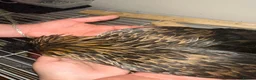Chickens poultry for sale:     Gold-laced feather pattern - Advert 5