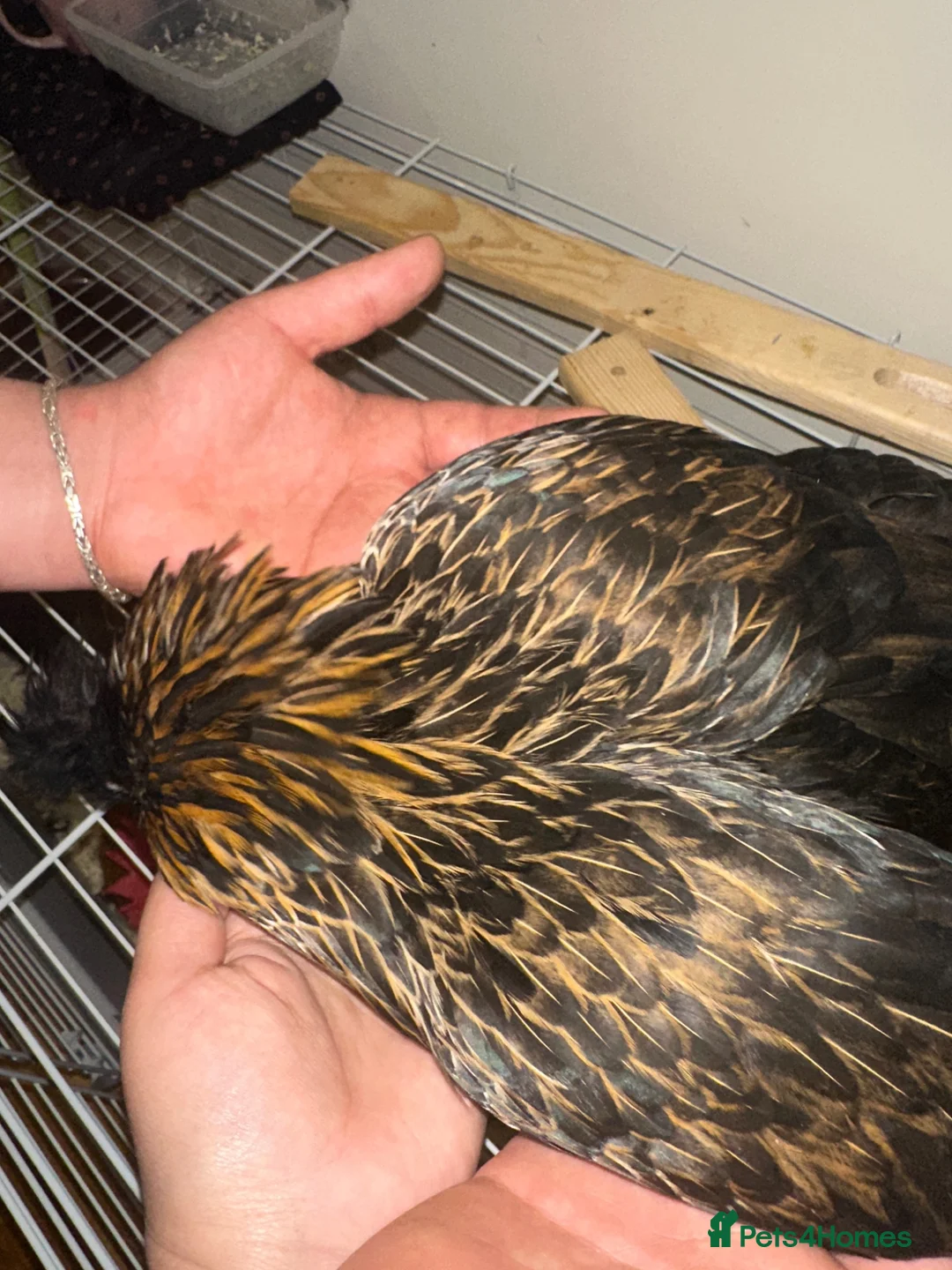 Chickens poultry for sale:     Gold-laced feather pattern - Advert 5