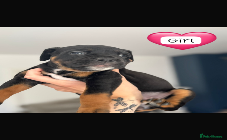 Mixed Breed dogs - Advert 4