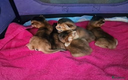 Abyssinian cats for sale: Last Pedigree abbysinian girl left! - Image 13