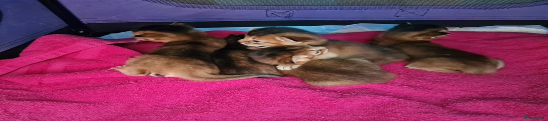 Abyssinian Kitten 1