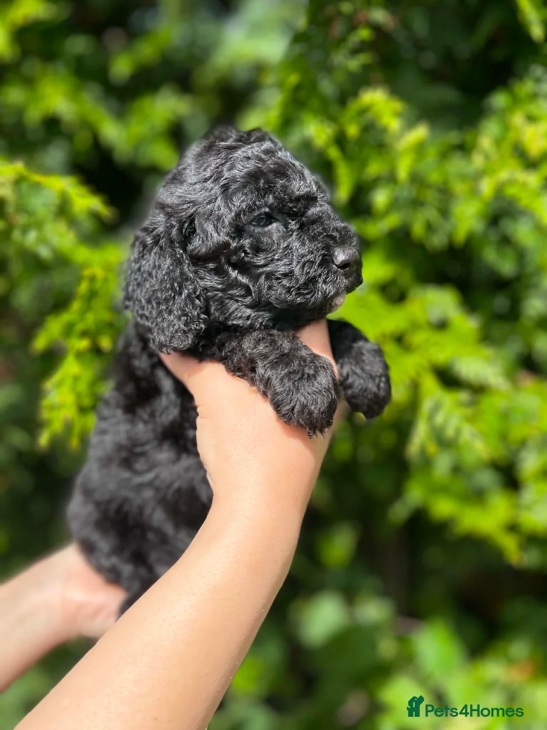 Cockapoo dogs for sale: 1 Gorgeous Cockapoo Girl Left - Advert 2