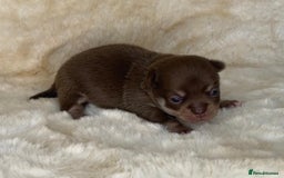 Chihuahua dogs for sale: Chihuahua 2 boys. Chocolate and black  - Image 18