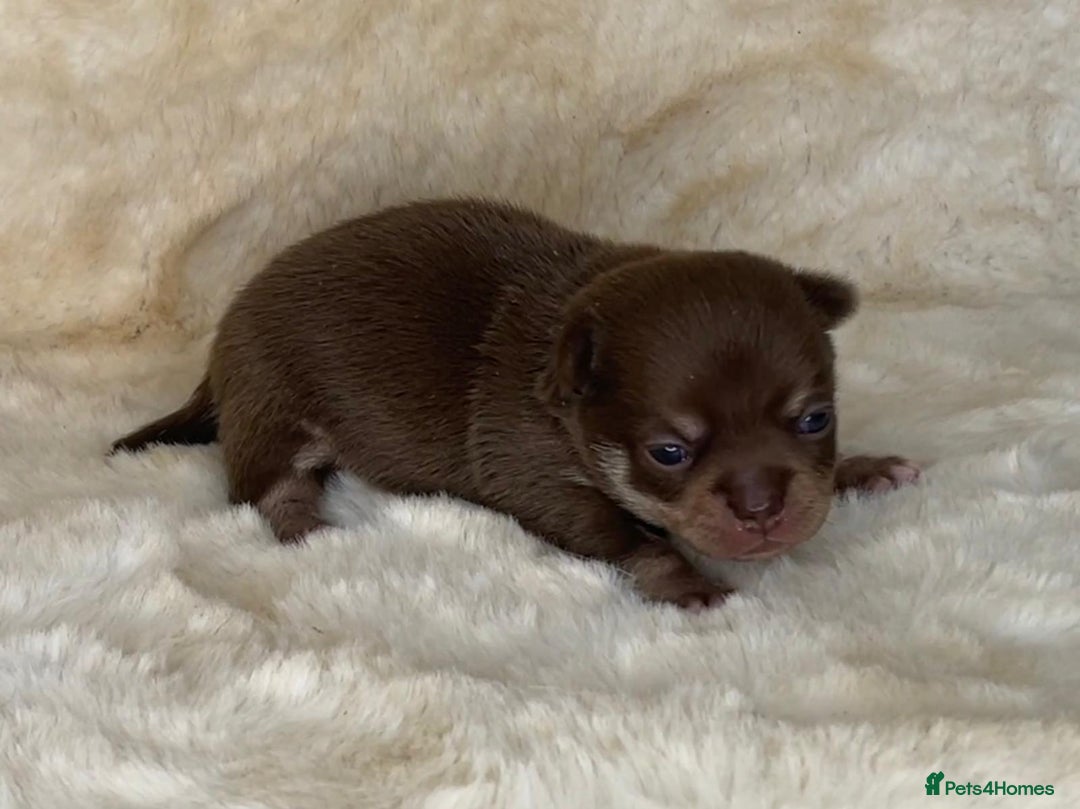 Chihuahua dogs for sale: Chihuahua 2 boys. Chocolate and black  - Image 18