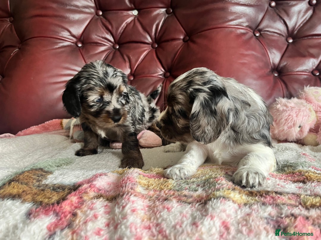 Mixed Breed dogs for sale: Beautiful Cavapoo Puppies  - Image 11