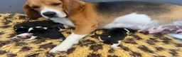 Beagle dogs for sale: Female beagle in Saltburn-by-the-Sea - Advert 2