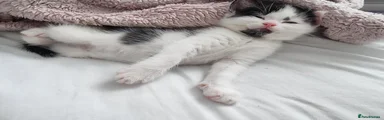 Penny
