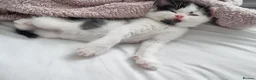 Domestic Shorthair cats for sale: Kittens for sale - Advert 3