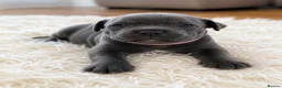 Staffordshire Bull Terrier dogs for sale: 👉 KC Blue Staffy Puppies – DNA Clear🔥 - Advert 22
