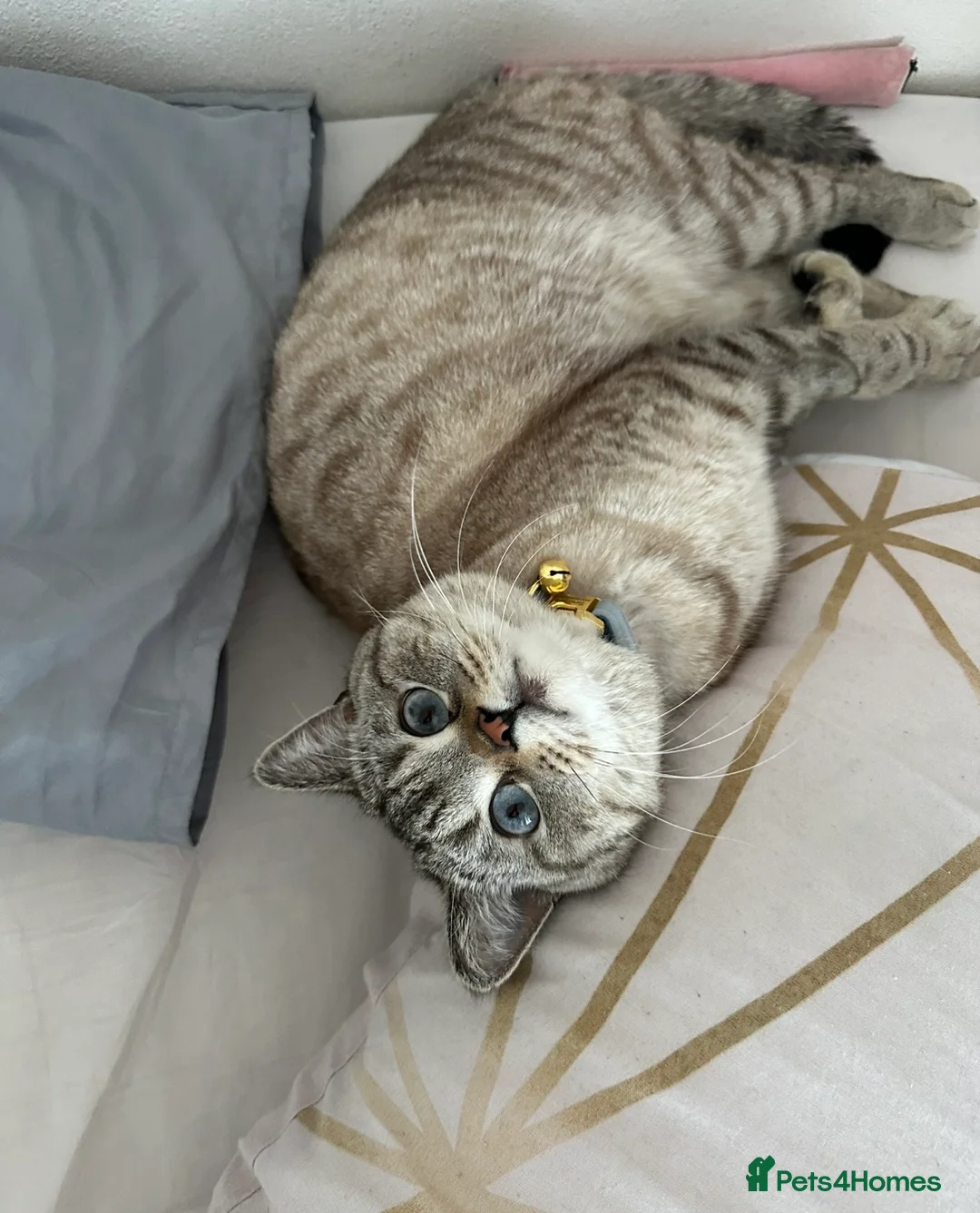 Mixed Breed cats for sale: Half British shorthair kittens  in Nottingham - Advert 6