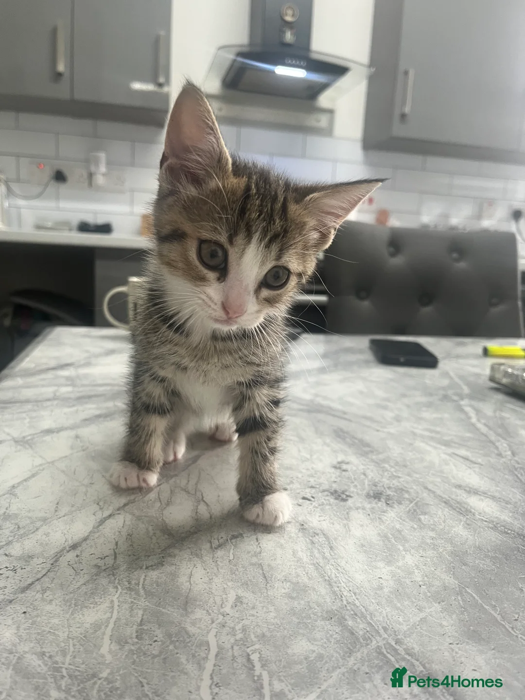 Mixed Breed cats for sale: Ragdoll mix kittens in Sheffield - Advert 2