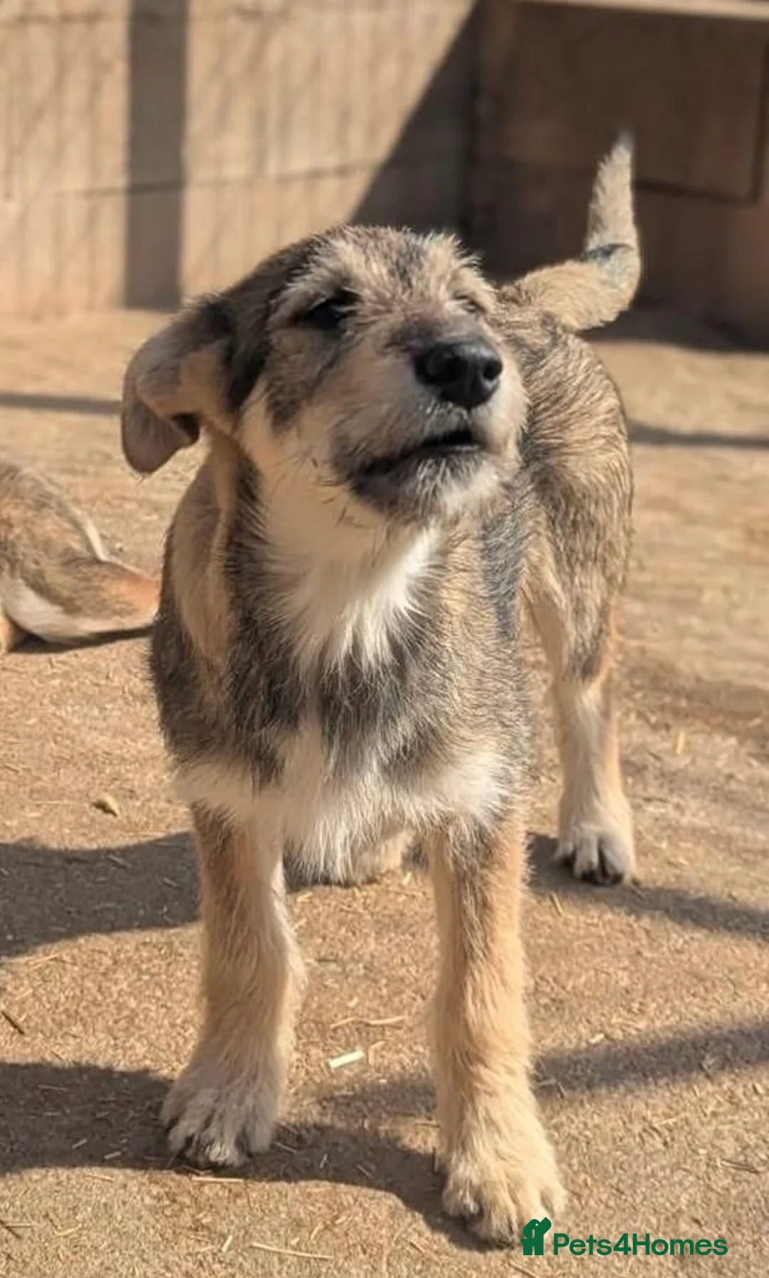 Mixed Breed dogs for adoption: Lucia  in March - Advert 6