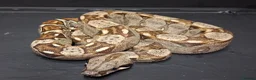 Boa Snake reptiles for sale: Boa constrictors Het IMG -VPI - AneryT1- RDR - Advert 6