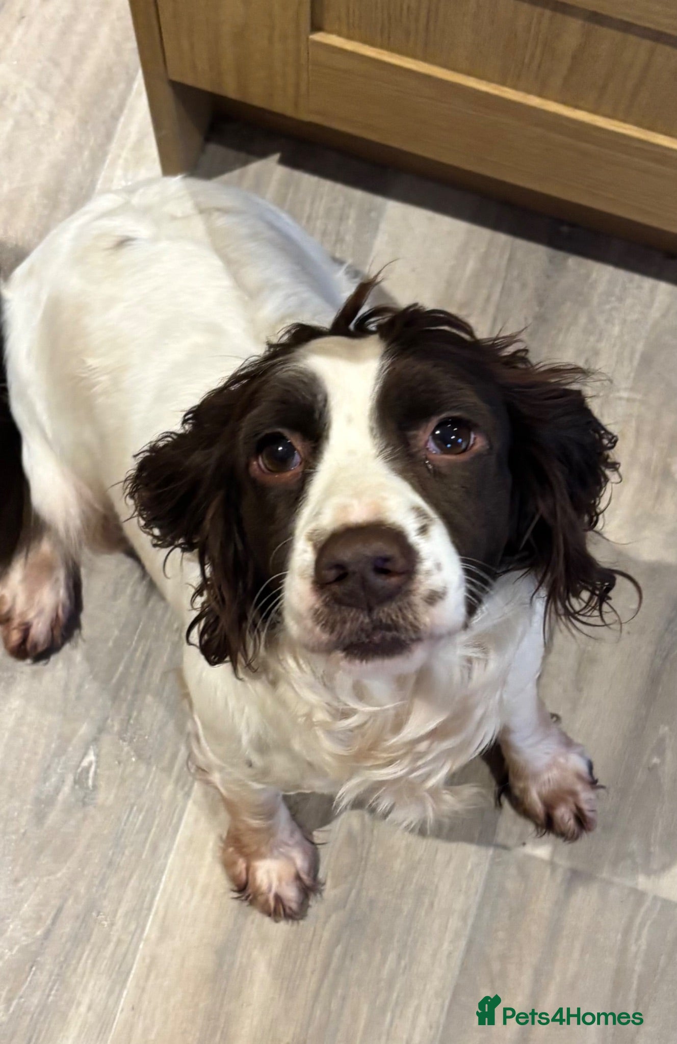 Cocker Spaniel dogs Cocker spaniels  - Advert 1