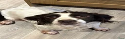 Cocker Spaniel dogs for sale: Cocker spaniels  - Advert 1