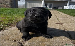 Labrador Retriever dogs for sale: Chunky black yellow lab pups - Image 4
