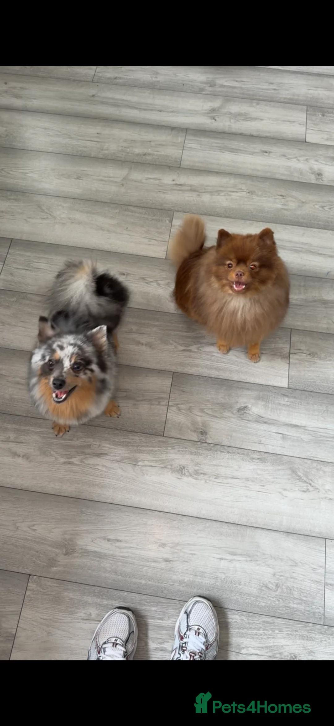 Pomeranian dogs for sale: Pomeranian Tiny boy for sale  in Birkenhead - Advert 2