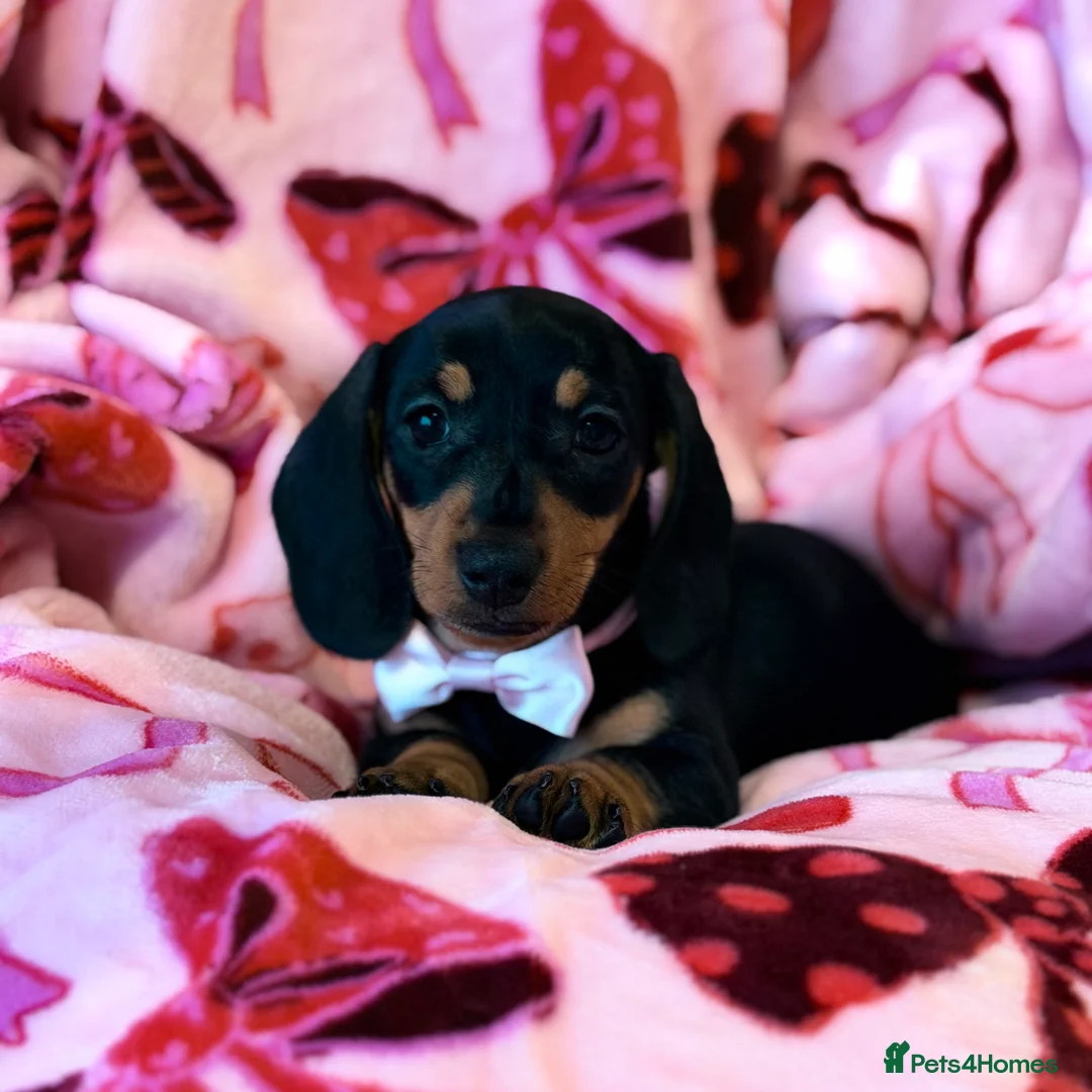 Miniature Dachshund dogs for sale: 💜🎀 FINAL GIRL 🎀💜 - Advert 3