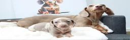 Miniature Dachshund dogs for sale: Adorable Miniature Dachshund Puppies in Kingswinford - Advert 4