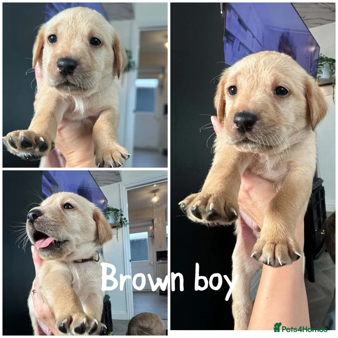 Labrador Retriever dogs for sale: Labrador retriever puppies  - Advert 2