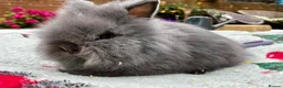 Lionhead rabbits for sale: ONE LEFT - Advert 4