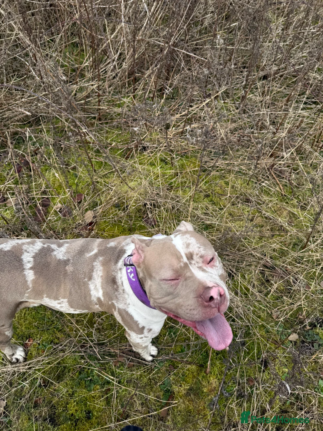 American Bully dogs for sale: 2 year old American Bully Skye.  in Manchester - Advert 2