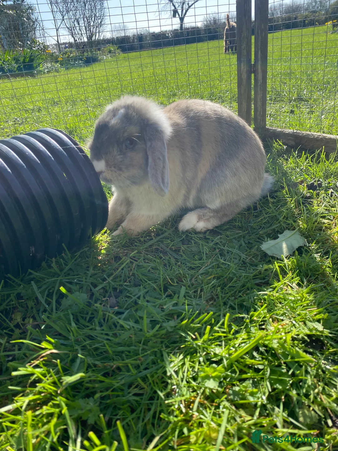Mini Lop rabbits for sale: Pure breed friendly lilac mini lop - vaccinated - Advert 2